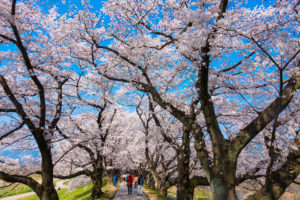 京都-背割堤-桜-イメージ