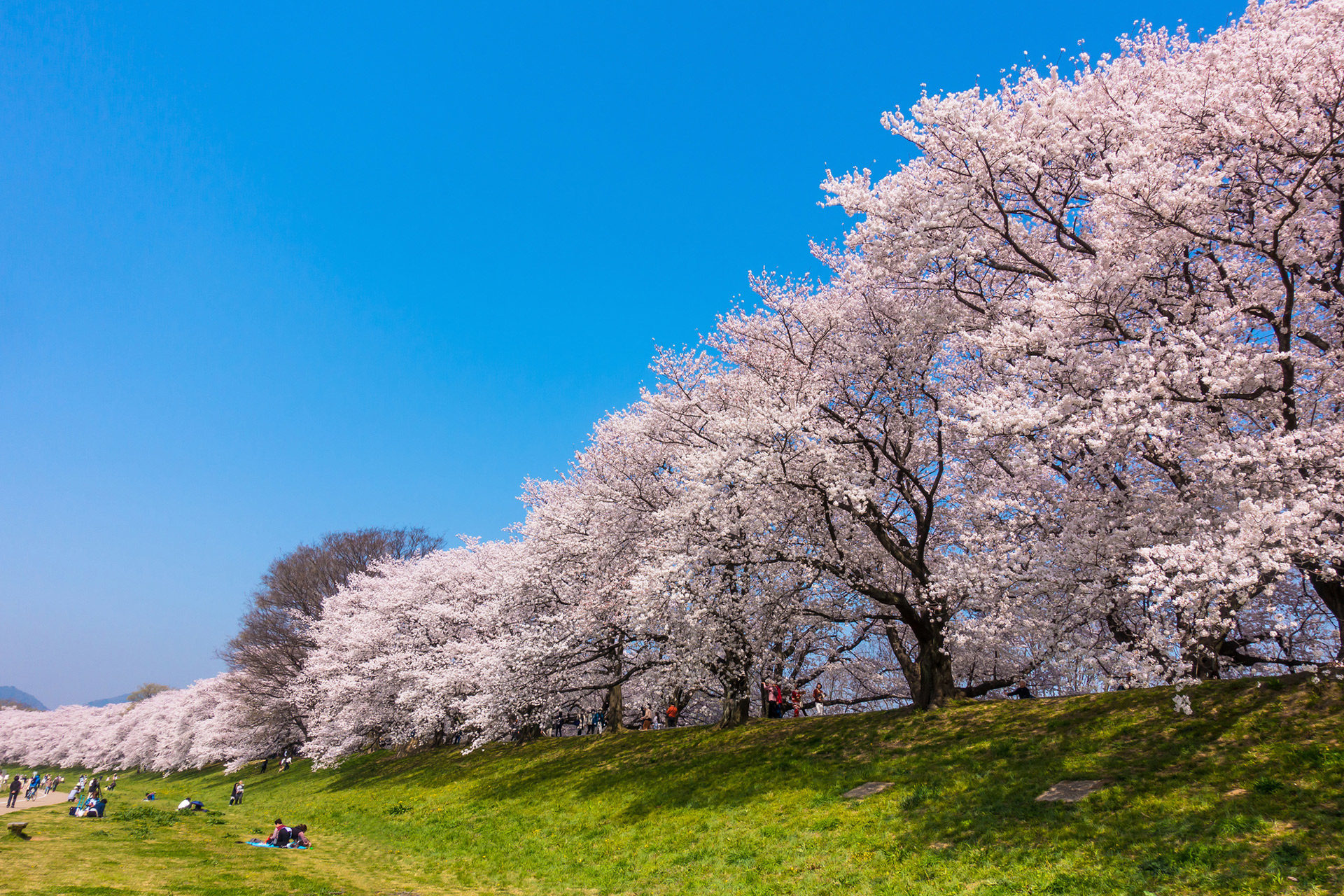 京都-背割堤-桜-満開