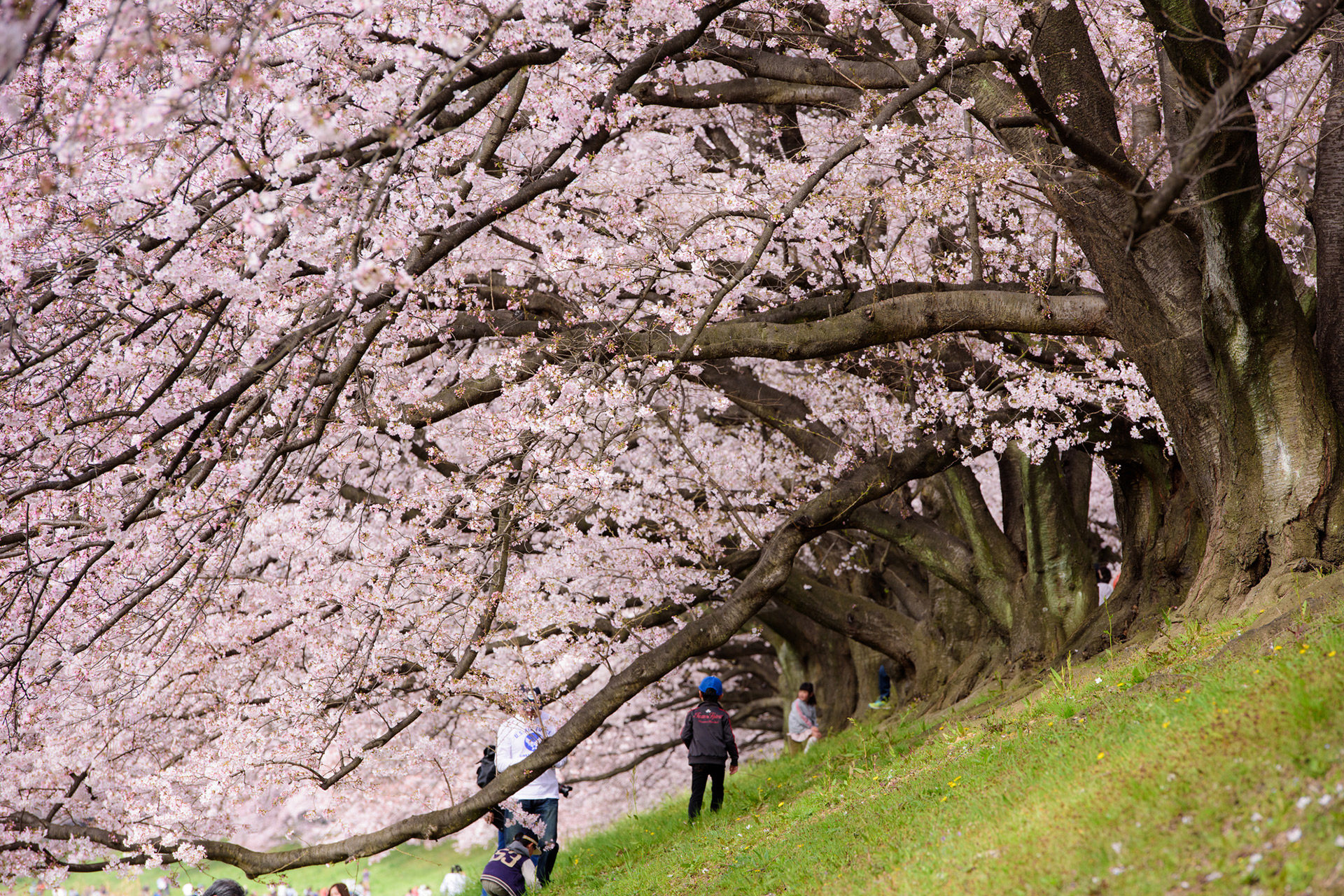 京都-背割堤-桜-風景