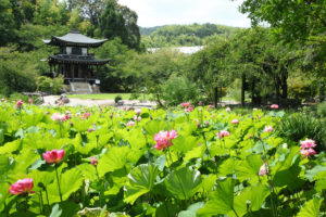 京都-観修寺-夏
