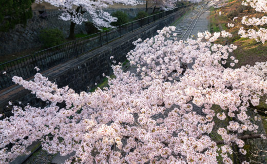 京都-蹴上インクライン-桜-風景