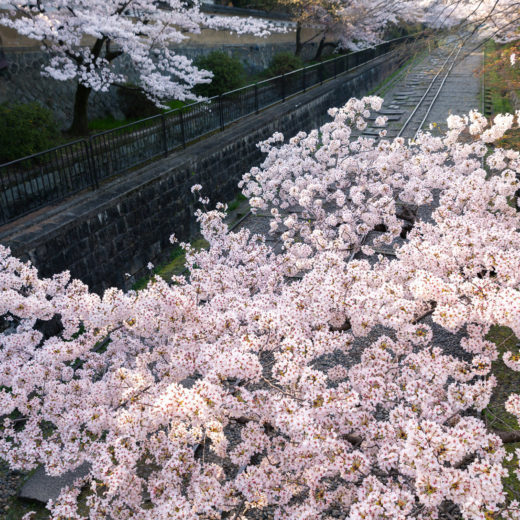 京都-蹴上インクライン-桜-風景