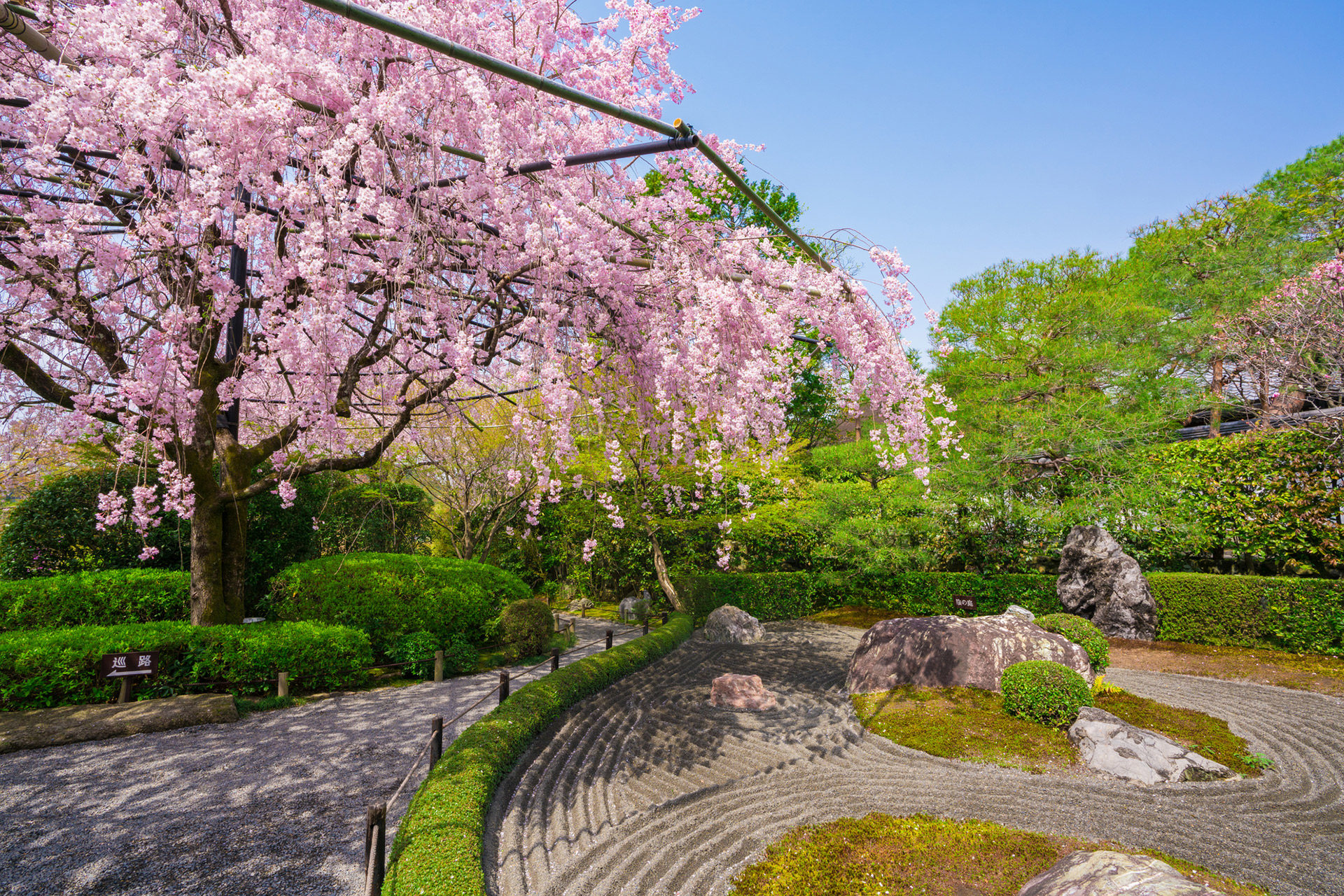 京都-退蔵院-桜