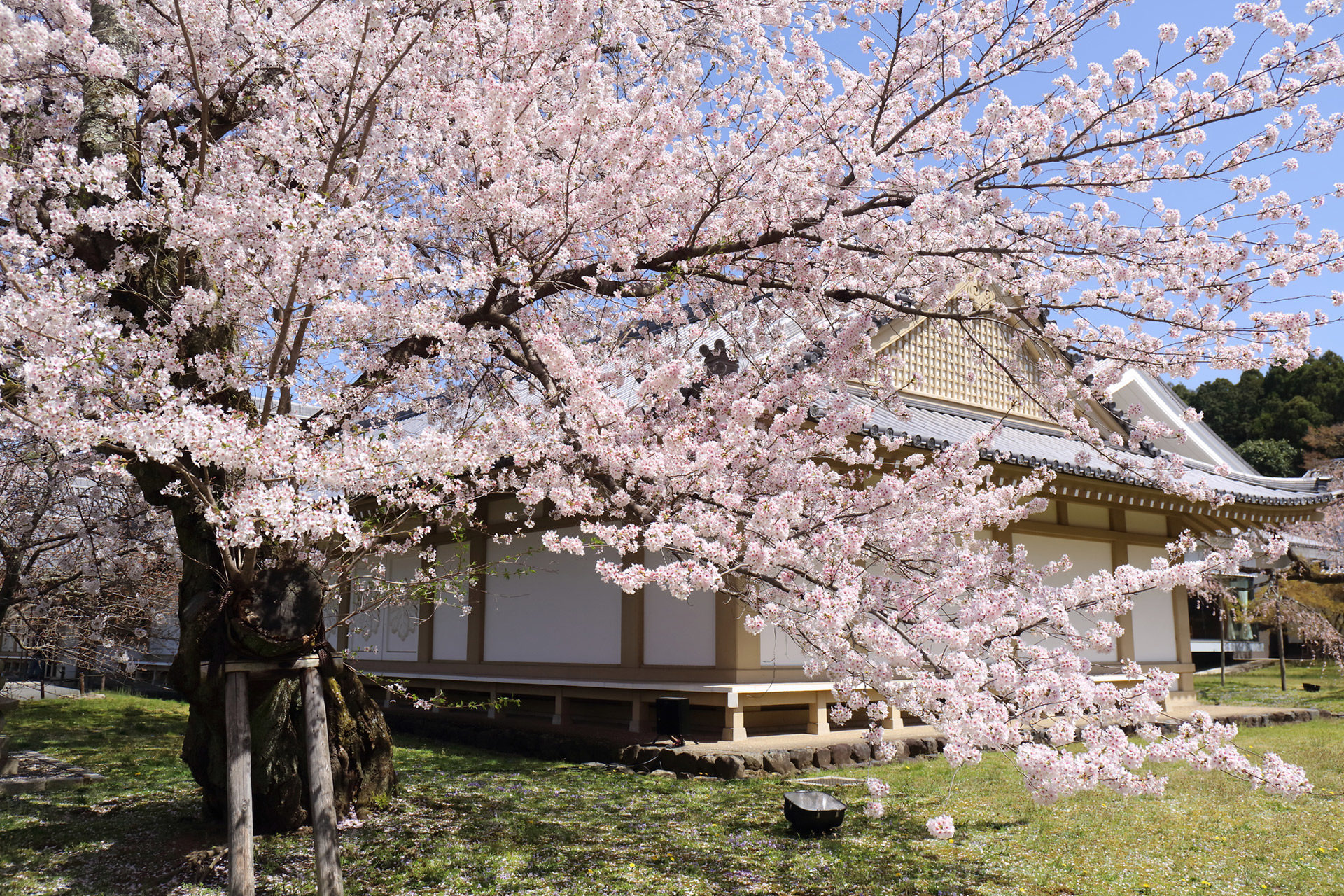 京都-醍醐寺-桜-イメージ