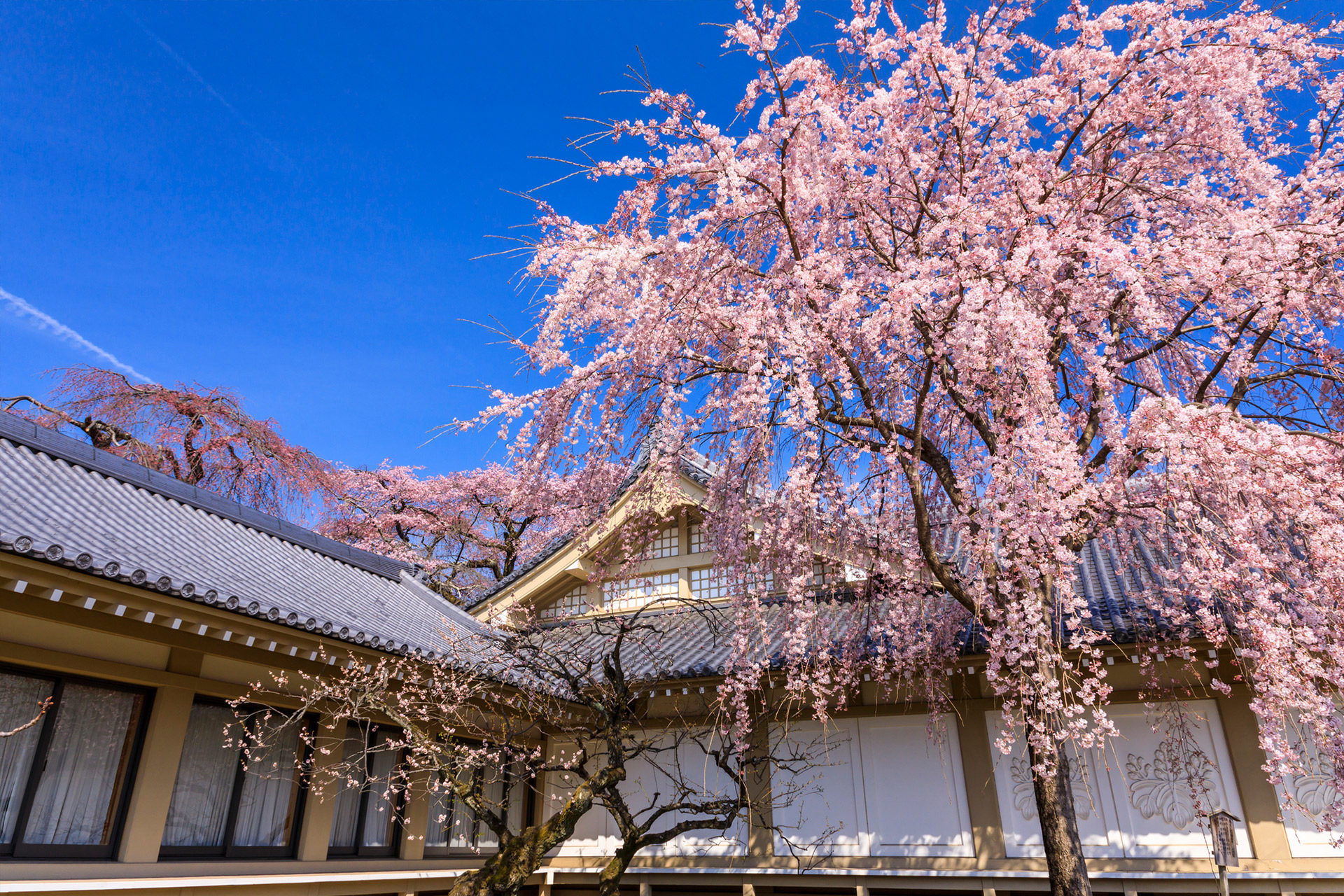 京都-醍醐寺-桜