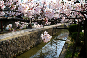 京都-銀閣寺-桜
