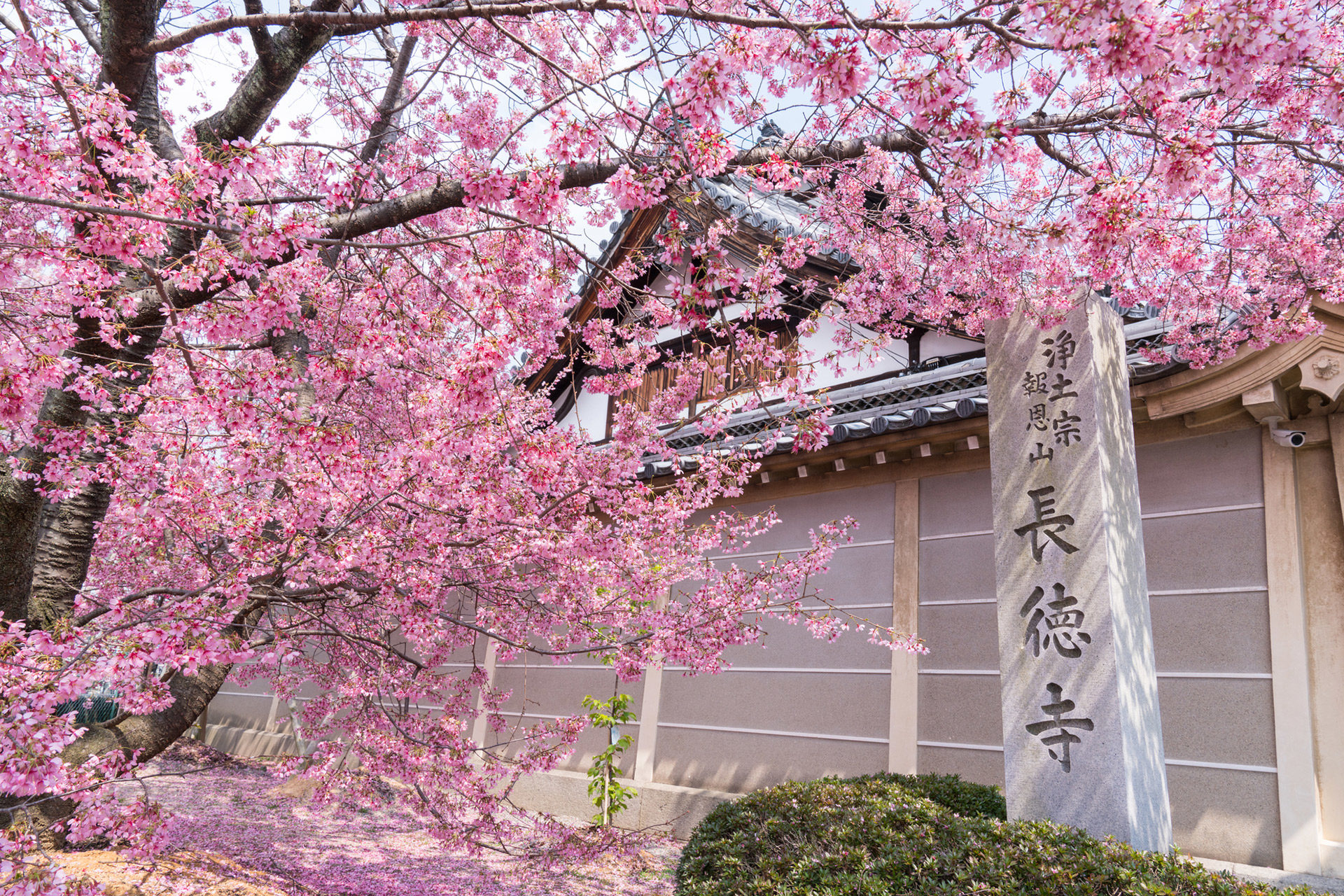 京都-長徳寺-桜