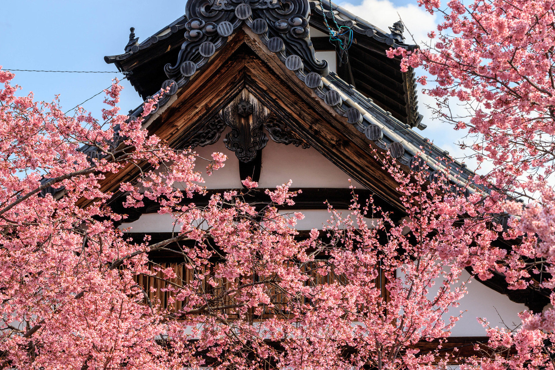 京都-長徳寺-桜