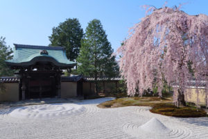 京都-高台寺-しだれ桜