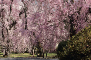 京都の元離宮二条城内にあるしだれ桜