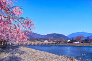 春の桜咲く渡月橋