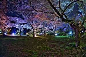 京都府立植物園-桜-ライトアップ