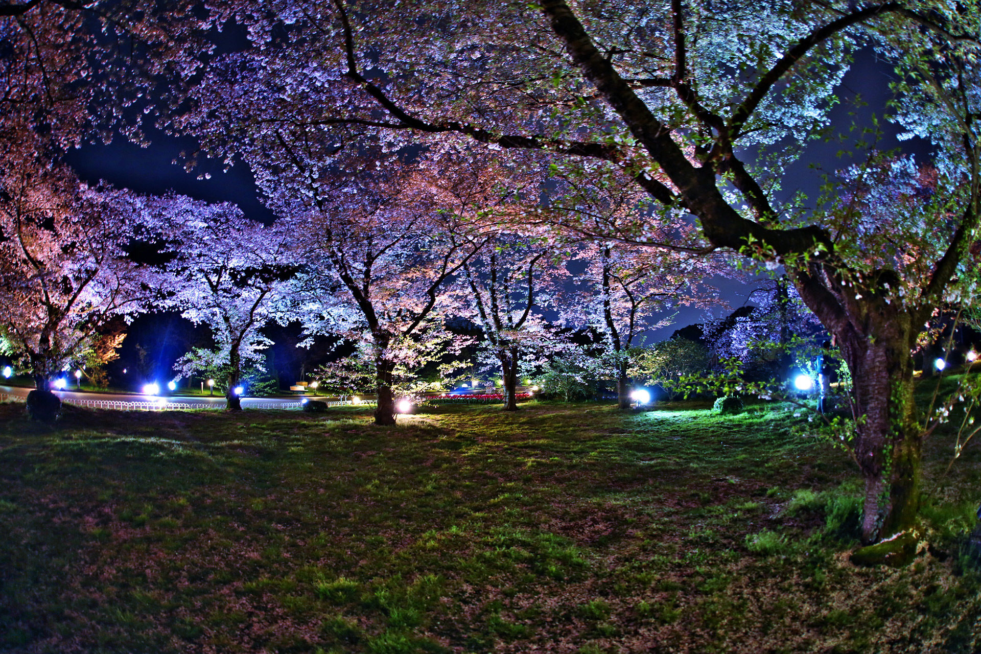 京都府立植物園-桜-ライトアップ