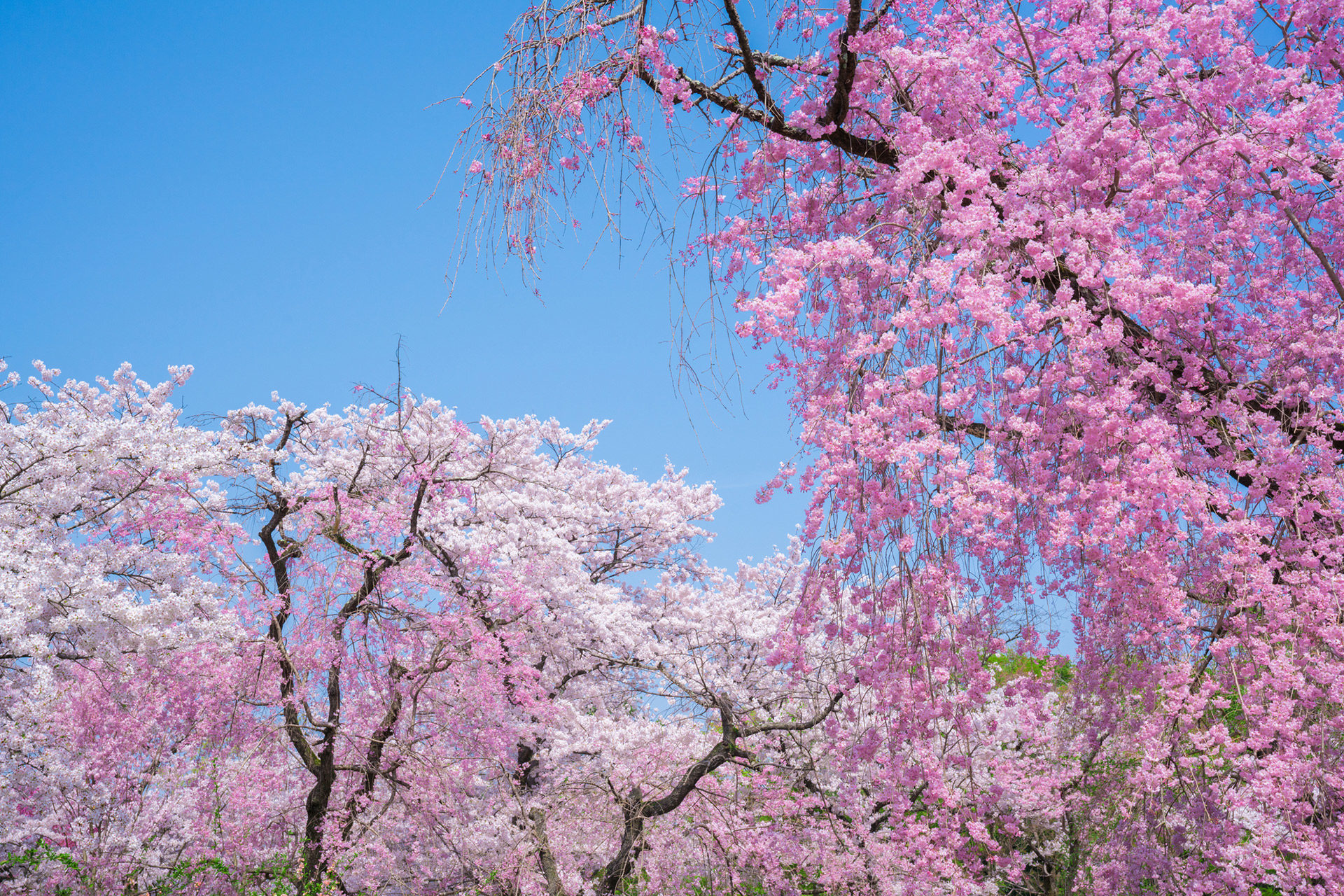 京都府立植物園-桜