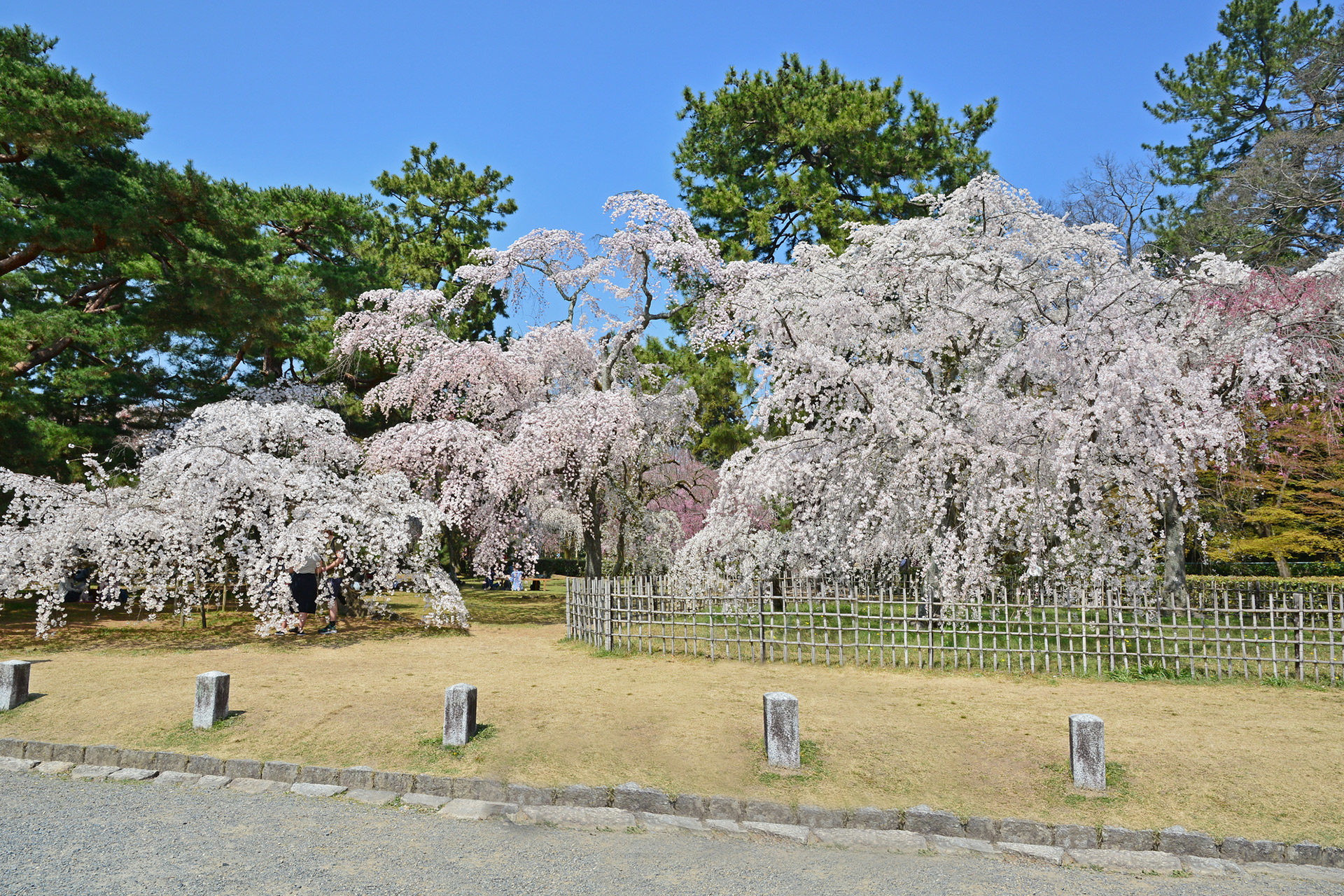 京都御所-桜
