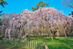 京都御苑-桜