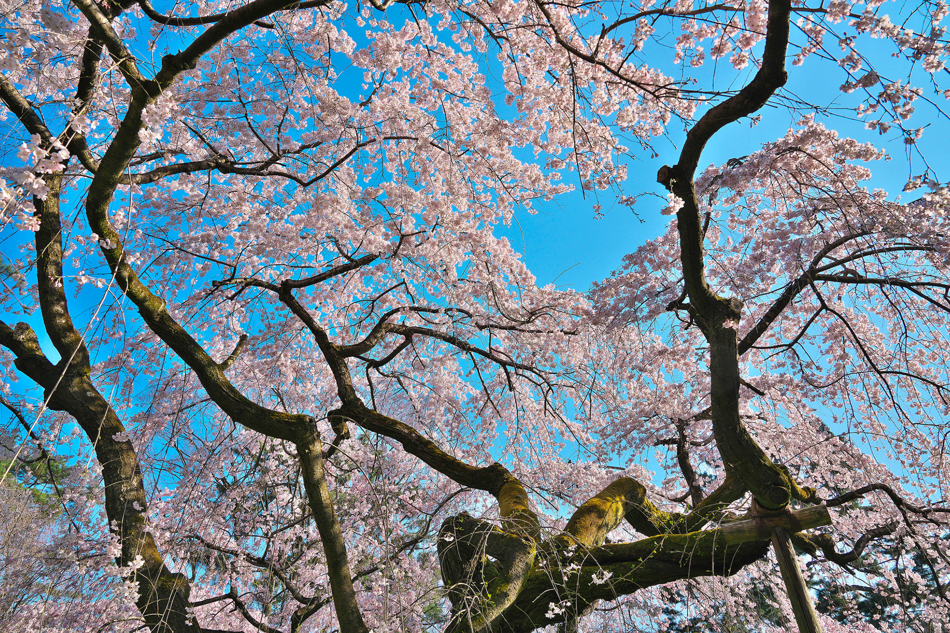 京都御苑-桜-イメージ