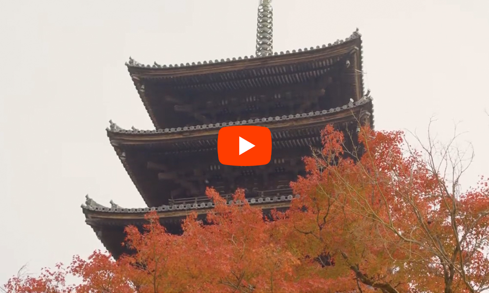 京都 仁和寺 紅葉の絶景(4K)カエデ・エリシア京都 caede|L’ELISIR KYOTO