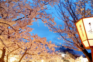 円山公園夜桜