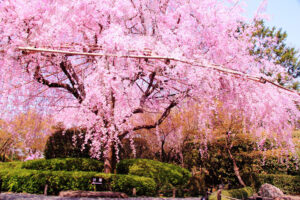 妙心寺-桜
