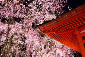 平安神宮-桜-ライトアップ