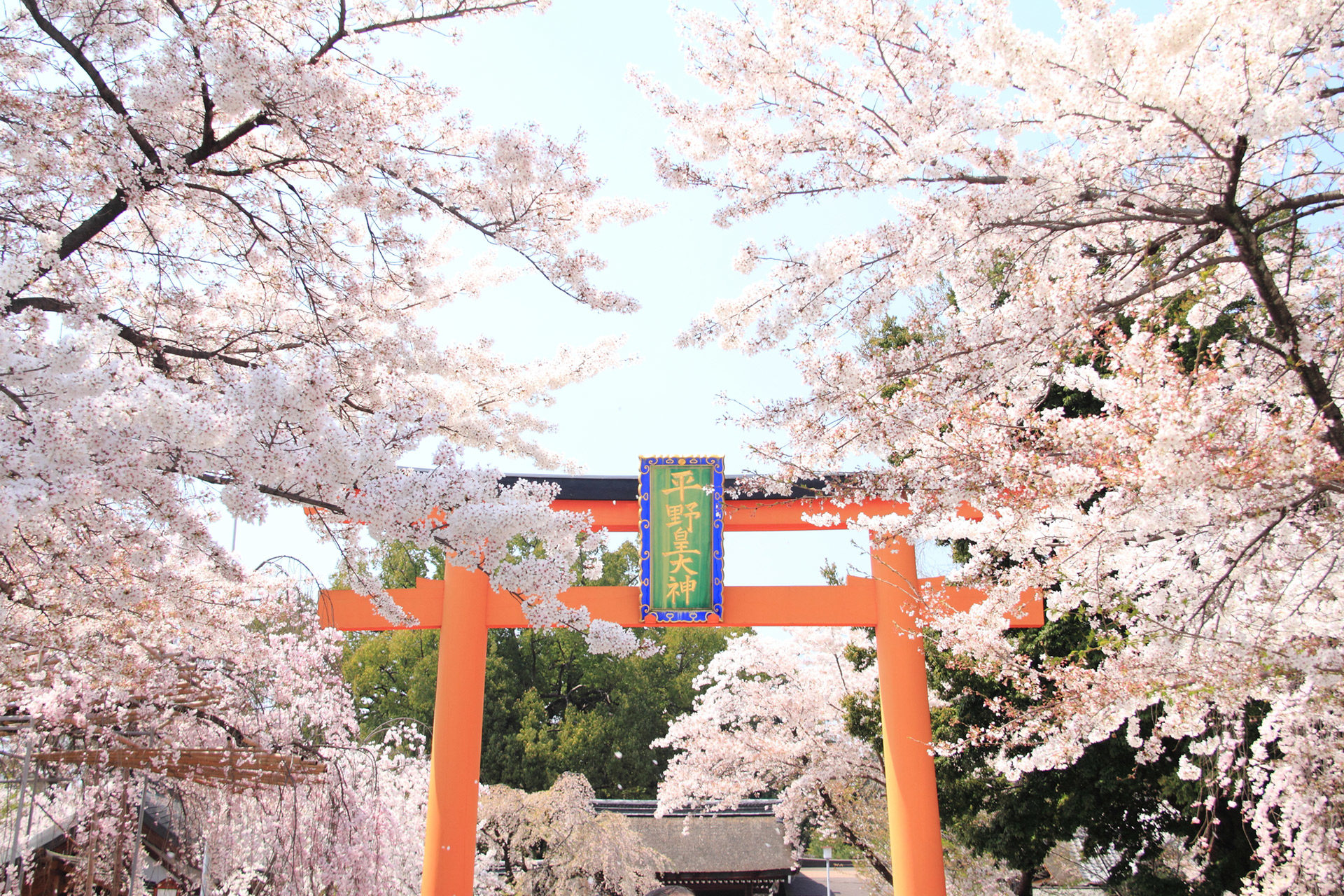 平野神社-桜