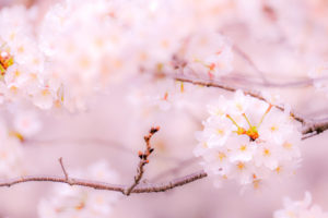 桜-イメージ