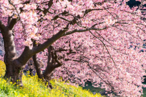 桜-満開-イメージ