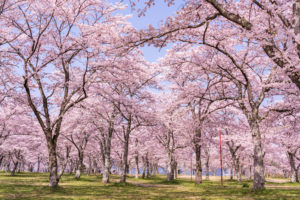 桜-満開-イメージ-風景