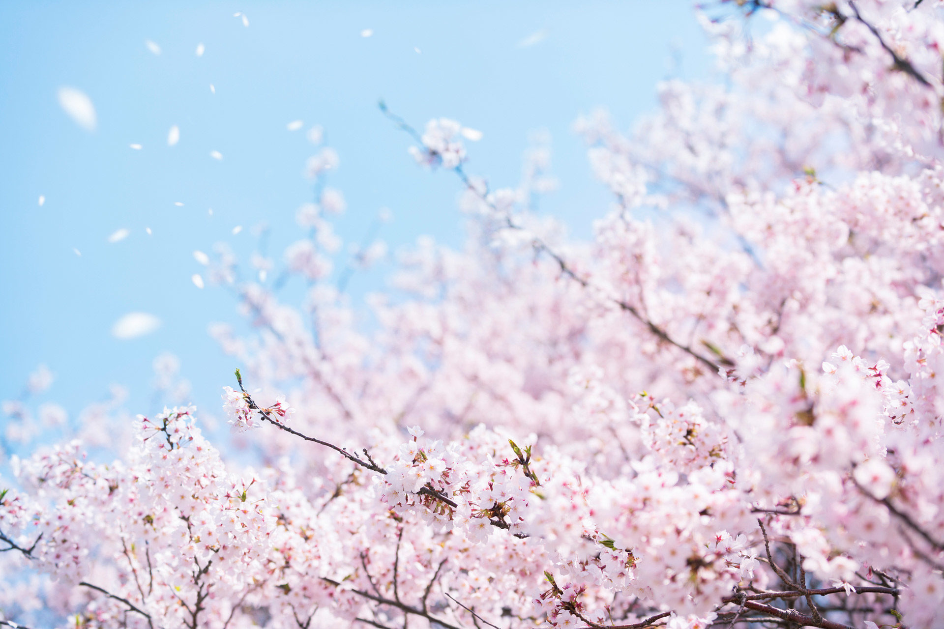 桜-満開-散る