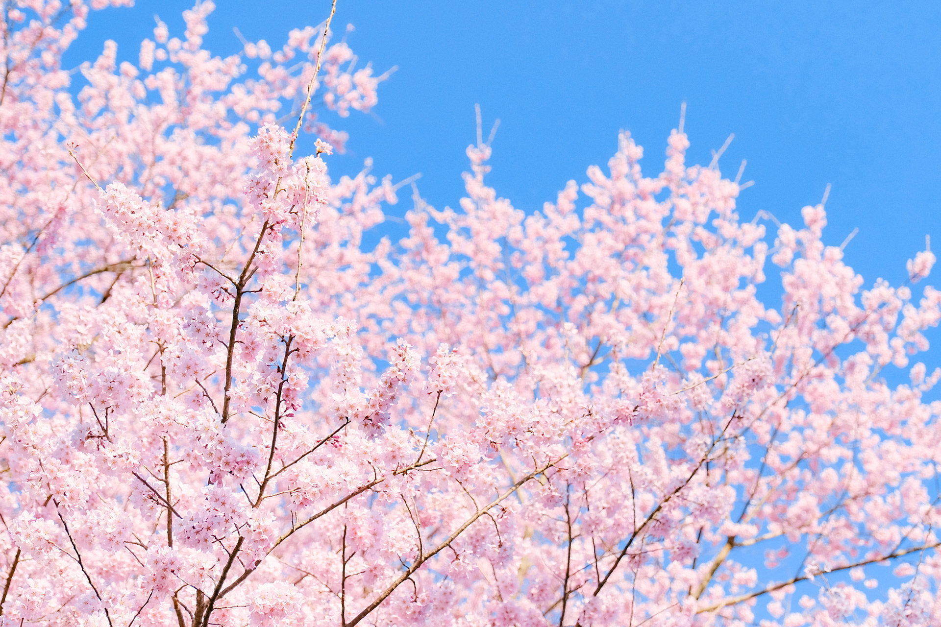 桜-満開-綺麗