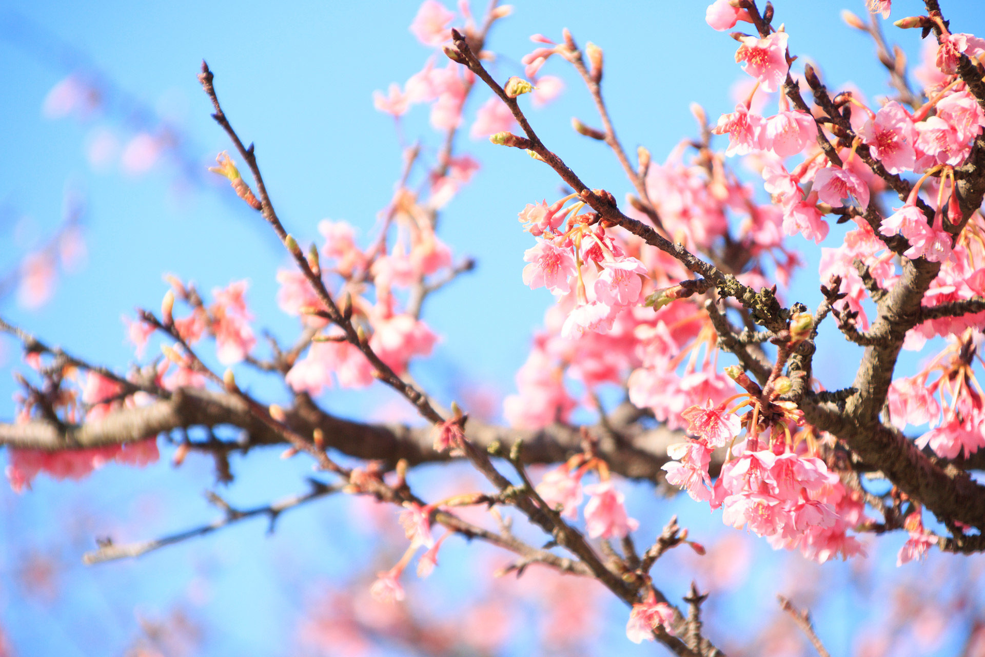 桜-満開-風景