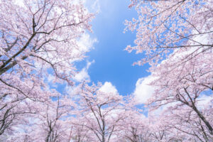 京都府立植物園-桜