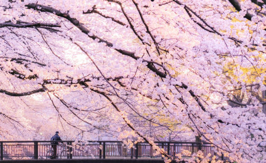 桜-花見