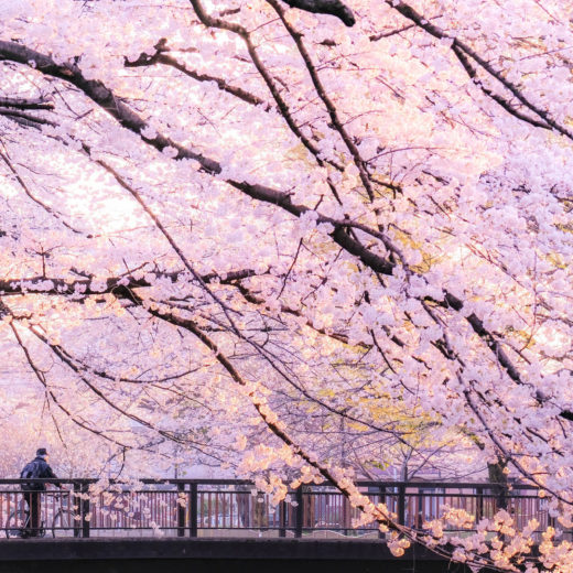 桜-花見