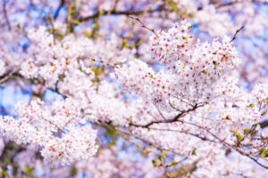 桜-見頃-いつ