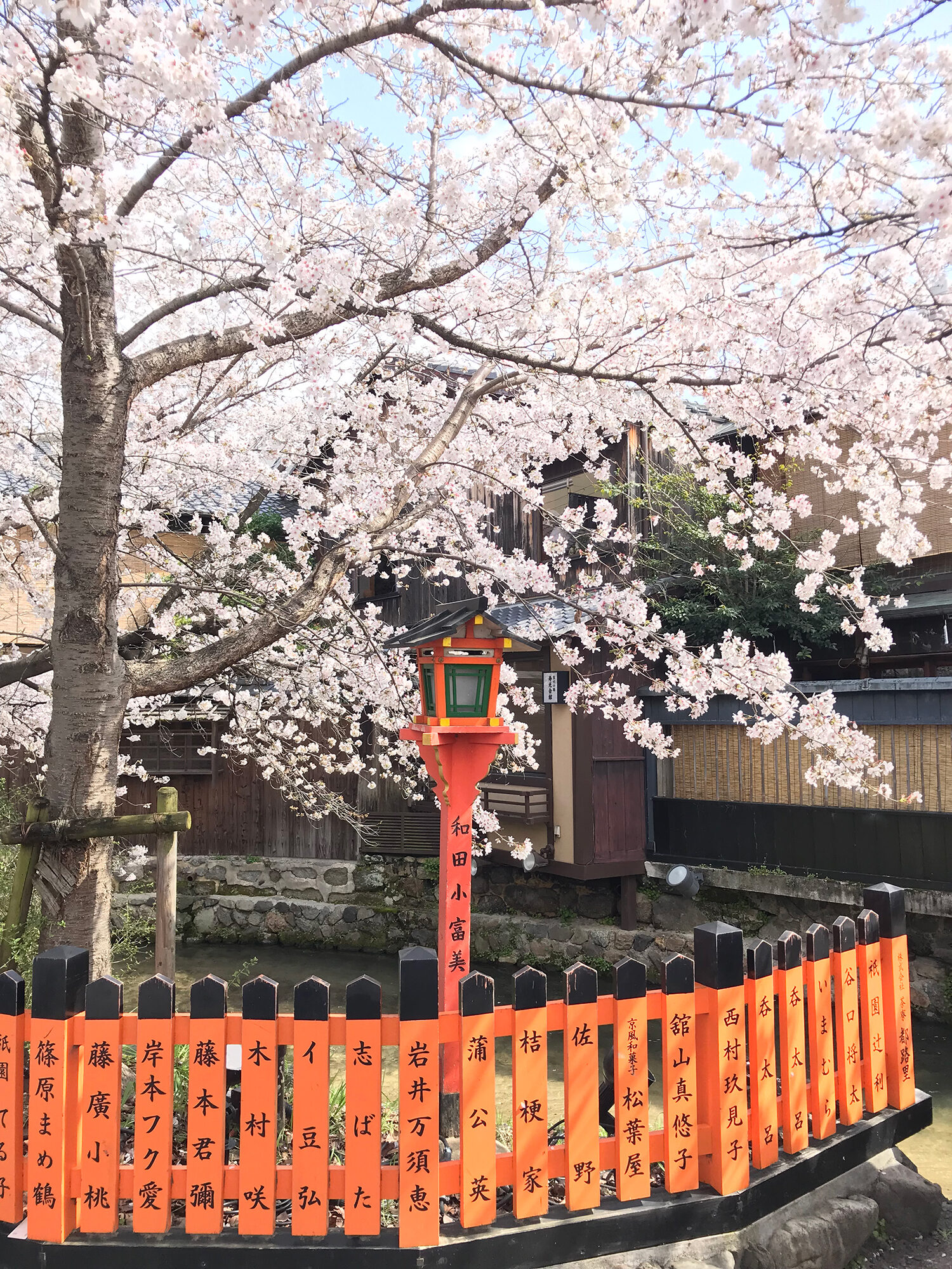 祇園白川-桜-京都
