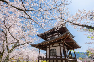 観修寺-桜