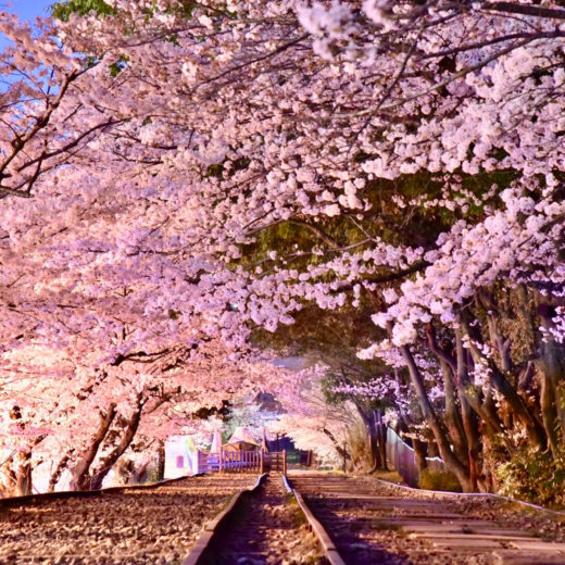 蹴上インクライン-桜のトンネル