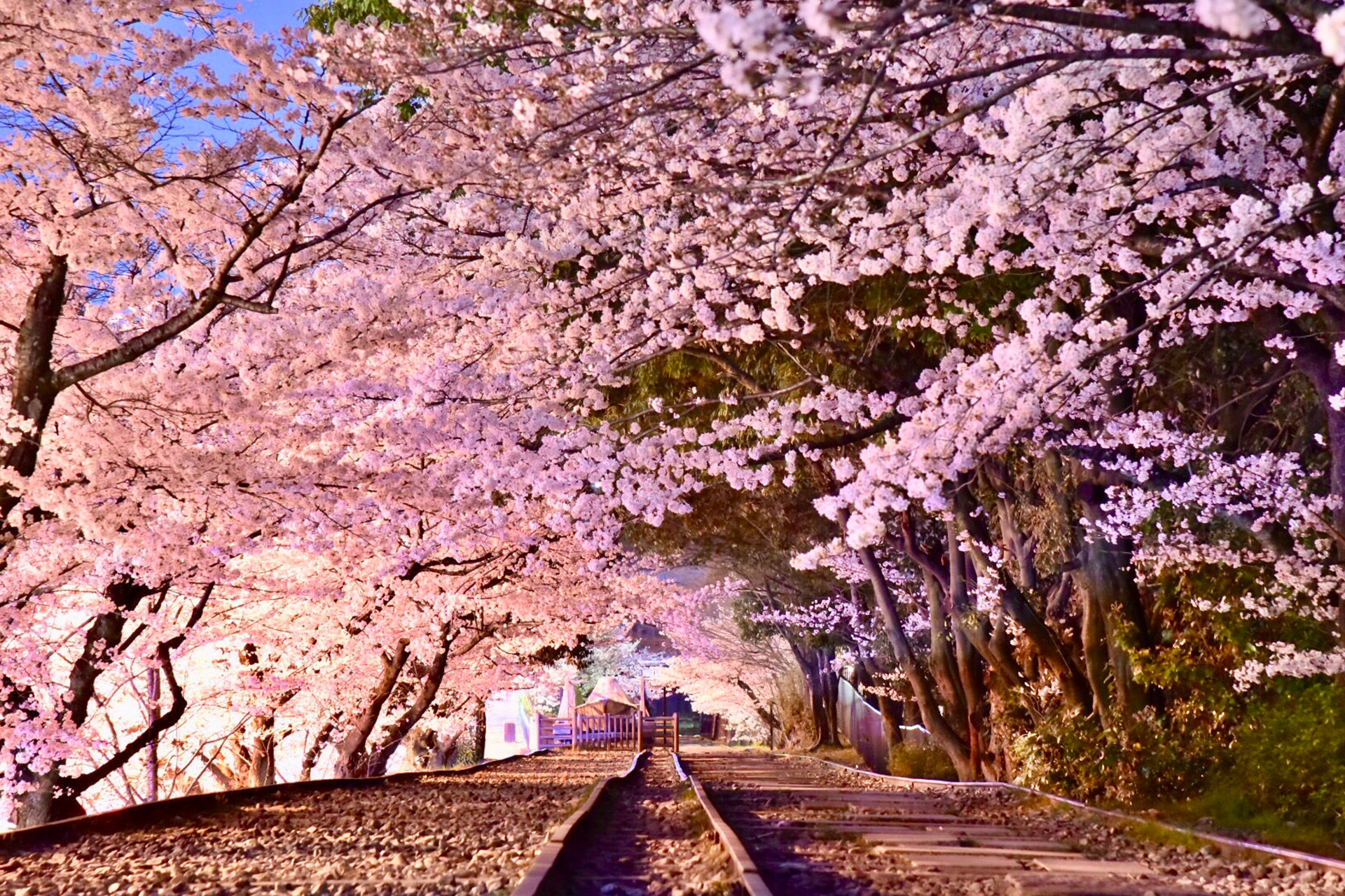 夜桜 京都 【2022年最新】京都・夜桜ライトアップ、見頃情報も！桜の名所8選