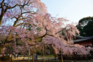 醍醐寺-桜
