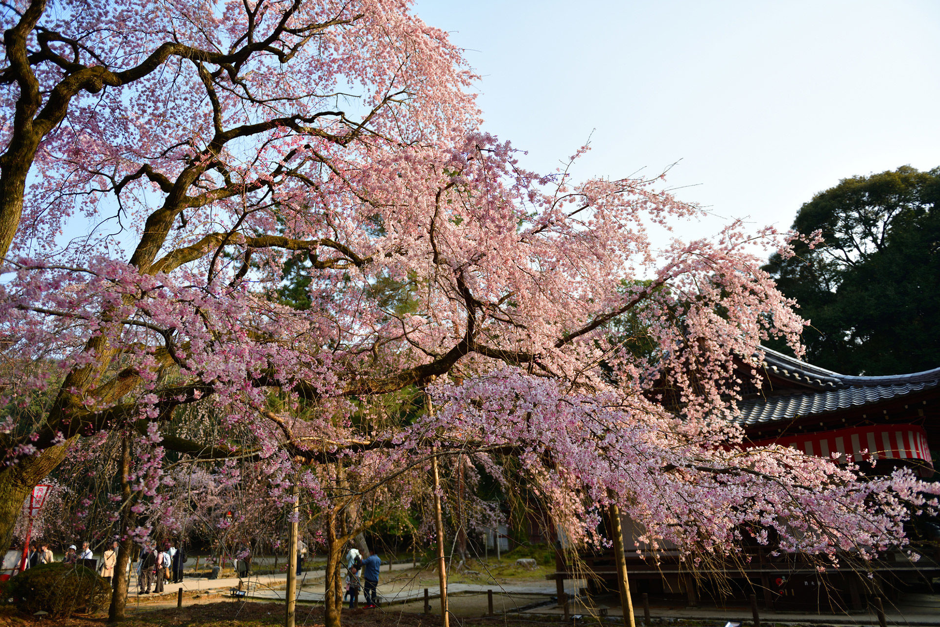 醍醐寺-桜-イメージ
