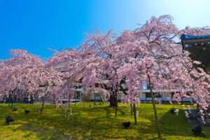 醍醐寺・霊宝館の枝垂れ桜