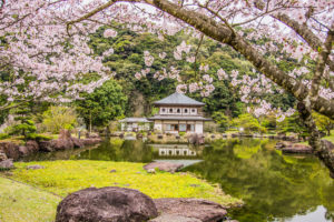 金閣寺-桜