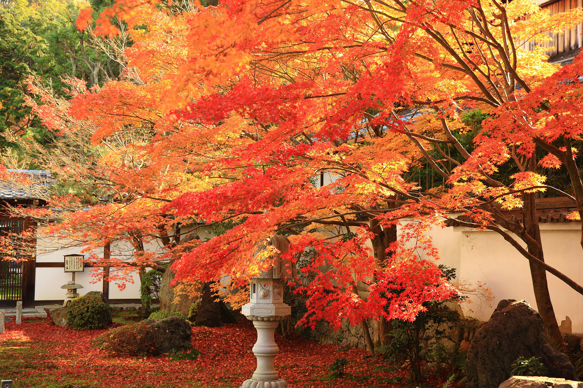 京都の秋は紅葉を始め魅力が満載です Caedekyoto カエデ京都 紅葉と伝統美を引き継ぐバッグ