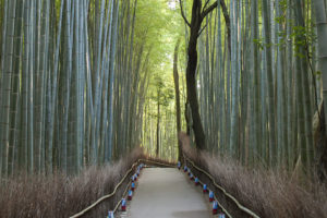 京都_嵐山_竹林の道