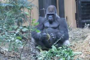 京都市動物園ローランドゴリラ