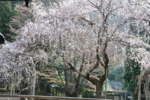 常照皇寺の九重しだれ桜