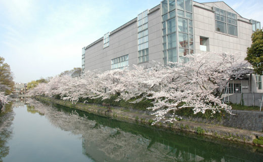 琵琶湖疏水_桜