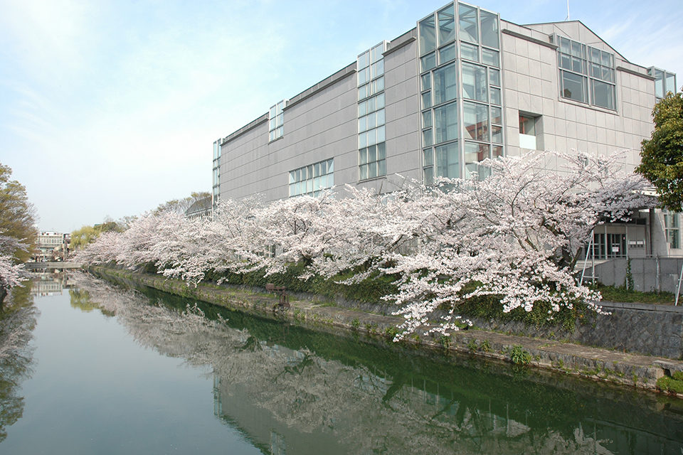 琵琶湖疏水_桜